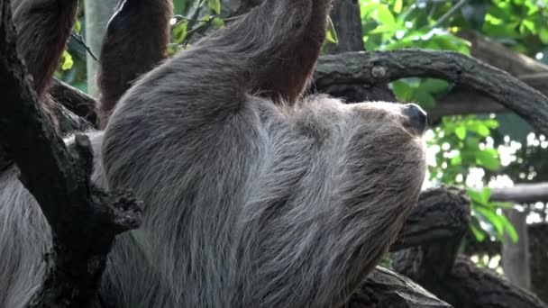 Twee Tenige Sloth Dier Klimmen Ondersteboven Opknoping Boomtak Choloepus Didactylus — Stockvideo