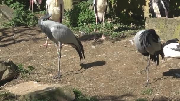 Dwa Żurawie Demoiselle Grus Virgo Parku Dla Ptaków — Wideo stockowe