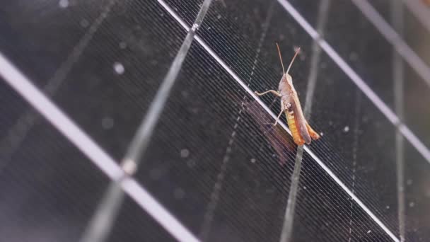 Petite sauterelle Assis sur une cellule de panneau solaire dans la forêt. 4K. Mouvement lent — Video