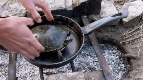 Мужские руки, укладывающие черепаху-пруд в сковородку на решетке тушеным огнем — стоковое видео