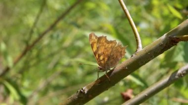 Yeşil bir dalda sürünen güzel bir kelebeğe saldırıyor. 4 bin. Kapat.
