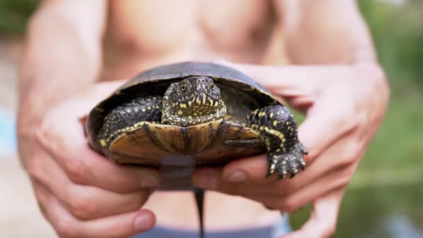 Nagi mężczyzna stojący nad rzeką trzymający w rękach żółwia stawu. 4K. Zwolniony ruch — Wideo stockowe