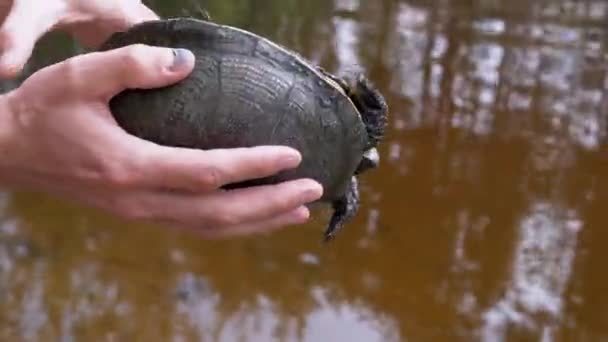 Manliga händer håller en fångad damm sköldpadda ovanför vatten. 4K. Närbild — Stockvideo