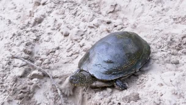 Európai folyami teknős mászik nedves homokkal a vízhez. 4K. Lassú mozgás. — Stock videók