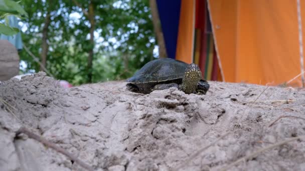 Curiosa tortuga europea del río se sienta en la arena húmeda sucia cerca de la tienda de campaña turística. 4K — Vídeo de stock