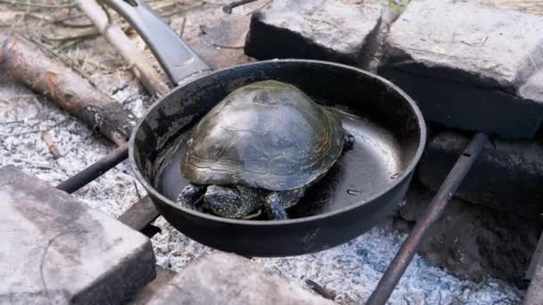 Europäische Teichschildkröte krabbelt bei erloschenem Feuer in einer Pfanne auf Gitter — Stockvideo