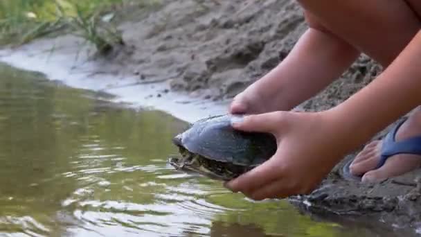 Ребенок держит в руках черепаху, пойманную в реке. 4К. Закрыть — стоковое видео