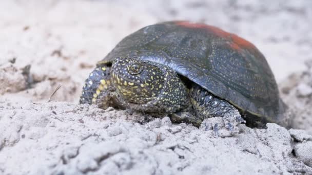 Retrato de una tortuga terrestre del río en la orilla arenosa del río. 4K. De cerca.. — Vídeo de stock