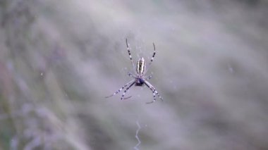 Aç Örümcek Eşekarısı Ağ 'da Bir Böcek Yakalıyor. Yavaş çekim