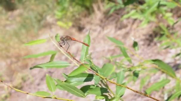 Red Dragonfly Sits, Resting on the Top of a Green Branch in Wood. 4K 입니다. 닫아 — 비디오