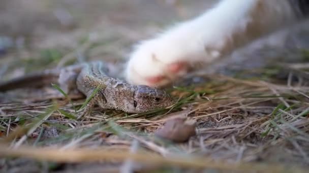 Cat ataca al pequeño lagarto verde herido en la hierba con patas con garras. De cerca. — Vídeo de stock