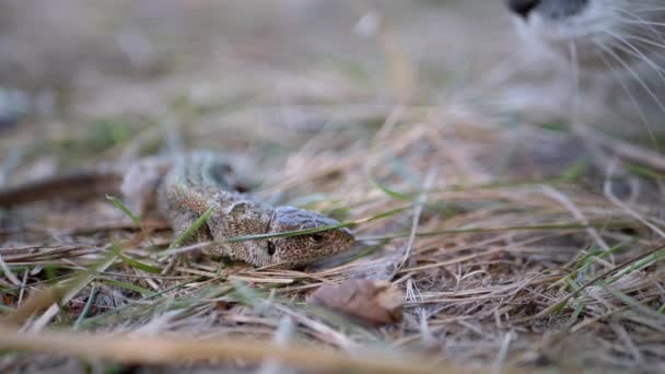 Il gatto senzatetto Tricolore annusa una lucertola in erba secca. Al rallentatore. 180 fps — Video Stock