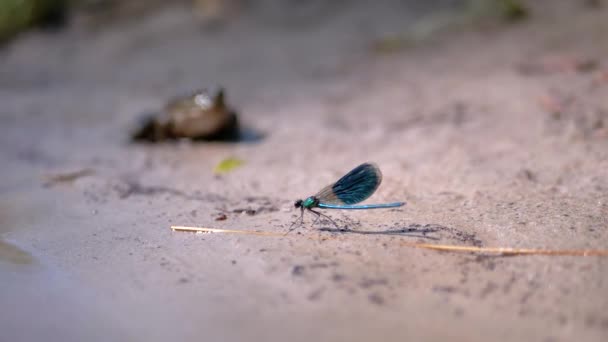 Dragonfly Sits, Riposa sulla sabbia vicino al fiume vicino a un rospo sullo sfondo. Da vicino. — Video Stock