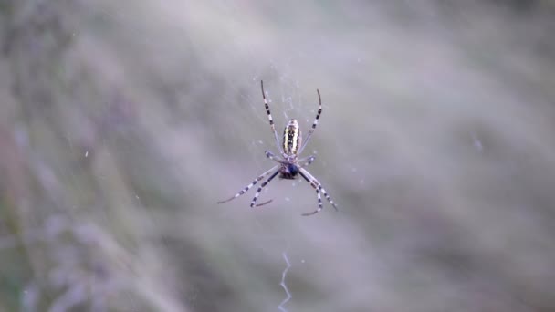 Głodny pająk zjada w sieci złapanego żuka. Zwolniony ruch — Wideo stockowe
