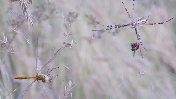 Wasp Spider Argiope Bruennichi带着一只捕获的蜻蜓坐在网上。变焦 — 图库视频影像