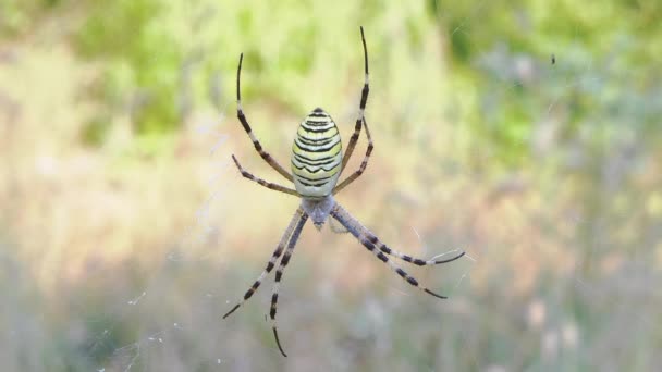 Wasp Spider senta-se numa teia à espera de presas. Zoom. Fecha. Movimento lento — Vídeo de Stock