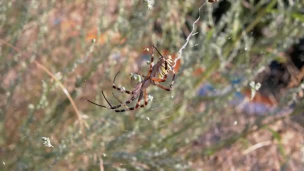 La araña avispa se sienta en una web esperando a su presa. 4K. De cerca. — Vídeos de Stock