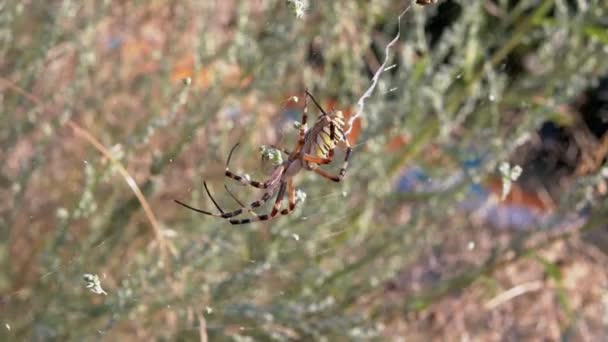 Η Σφήκα Αράχνη κάθεται σε έναν ιστό περιμένοντας τον Πρέι. 4K. Κλείσε. — Αρχείο Βίντεο