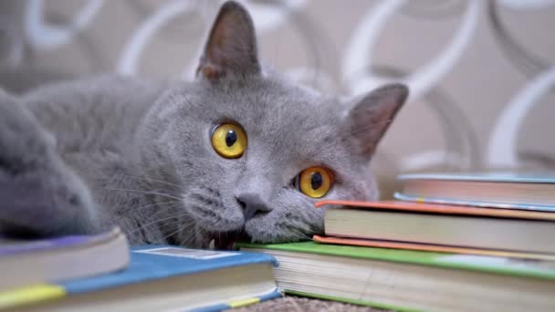 Gray Britse Home Cat met Open Ogen, Mond, Tanden, Kauwen, Bijten Verspreide Boeken — Stockvideo