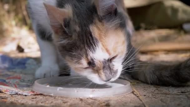 Dakloze driekleurige hongerige kat drinkt melk uit het deksel op Forest. 4K. — Stockvideo
