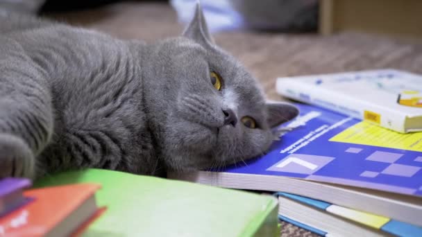 Cansado Gris British Home Cat con ojos verdes cae dormido en libros dispersos — Vídeos de Stock
