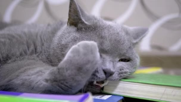 Graue britische Hauskatze mit grünen Augen, kaut, beißt Bücher. 4K. Zeitlupe — Stockvideo