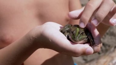 Çocuk Parmakları Sahildeki Işın Güneşi 'nde, Elinde Yeşil Kurbağa Okşuyor. 4K