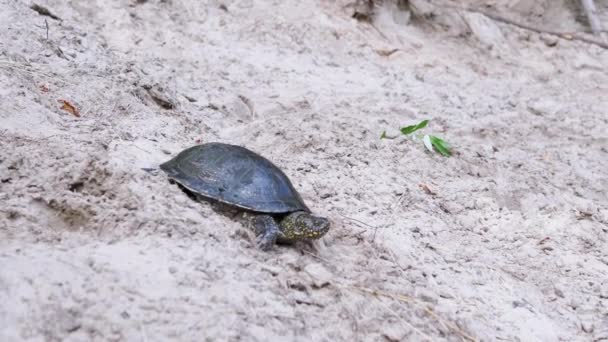 European River Turtle Kryper förbi Wet Sand till vattnet. 4K. Långsamma rörelser — Stockvideo