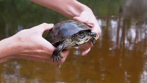 Člověk, stojící u řeky, drží v rukou jezírkovou želvu. 4K. Zavřít. — Stock video