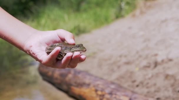 Children Hand Holds a Green Frog Tegen de achtergrond van een Sandy Riverbank. 4K — Stockvideo