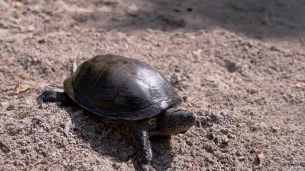 Europäische Grüne Flussschildkröte kriecht durch nassen Sand am Strand. Aus nächster Nähe. Zeitlupe — Stockvideo