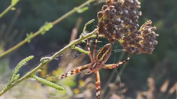 La araña avispa se sienta en una web esperando a su presa. Acercar. De cerca. Movimiento lento — Vídeo de stock