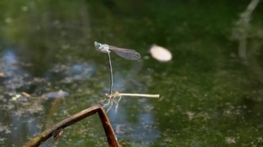 Yazın Reed 'de Bataklıkta İki Yaygın Yusufçuğun Çiftleşmesi. 4K