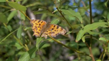 Güzel, benekli turuncu kelebek ormandaki yeşil yaprağın üzerinde dinleniyor. Büyüt