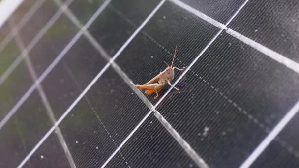 Small Grasshopper Sits on a Solar Panel Cell in the Forest. 4K. Slow motion — Stock Video