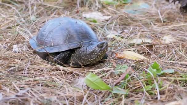 La tortuga de estanque europea se sienta en la hierba seca en el bosque caducifolio. 4K. De cerca.. — Vídeos de Stock