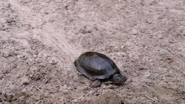 Avrupa Gölet Kaplumbağası yavaşça Kirli Kum 'dan nehre doğru sürünüyor. Kapat. — Stok video