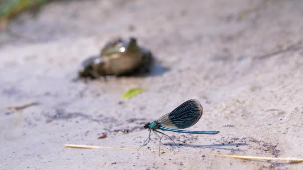 Vážka sedí, odpočívá na písku u řeky Poblíž ropuchy v pozadí. 4K — Stock video