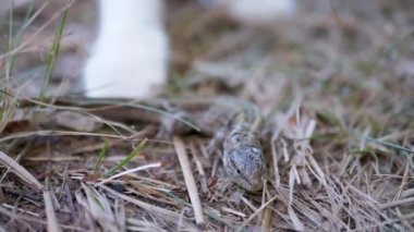 Pençeli Kedi Pençesi Ormandaki Küçük Yeşil Kertenkeleye Dokunuyor. Yavaş çekim