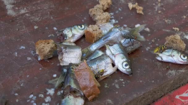 Мухи, осы, муравьи ползают и едят мертвецов, гнилые головы пропавших без вести рыб — стоковое видео