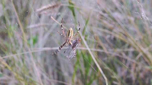 Wasp Spider Sits i ett nät med en fångad en fluga. 4K. Närbild — Stockvideo