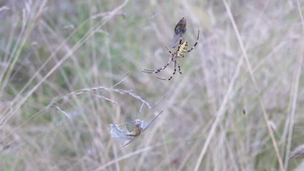 Wespenspinne sitzt in einem Netz mit einer gefangenen Libelle und einer Fliege. Zeitlupe. Nahaufnahme — Stockvideo