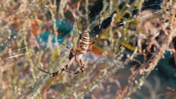 Spider Wasp si siede in una tela in attesa di preda. Zoom. Da vicino. — Video Stock