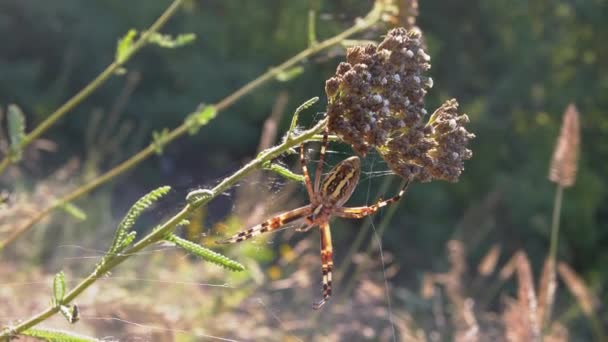 Wasp Spider sedí v síti a čeká na kořist. 4K. Zavřít. Zpomalený pohyb — Stock video