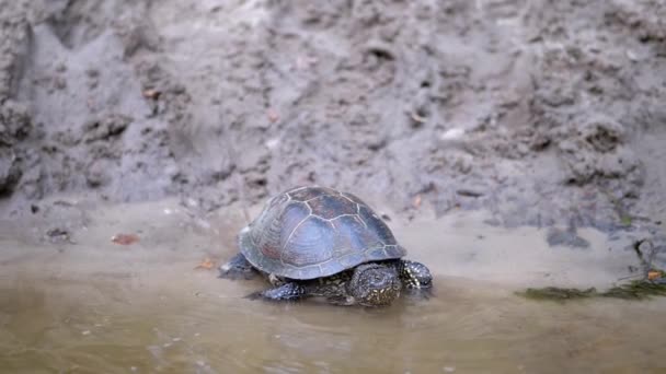 La tortuga de estanque europea se arrastra lentamente a lo largo de la arena sucia hasta el río. De cerca. — Vídeos de Stock