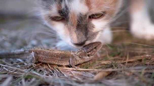 Ještěrka se brání proti bezdomovecké tříbarevné kočce v lese. Zavřít. — Stock video