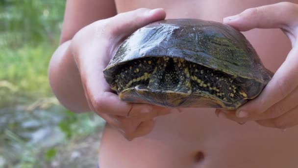 Dziecko trzyma w ramionach żółwia złapanego w rzece. Powiększ. Zamknij się. — Wideo stockowe