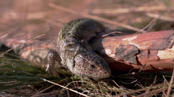 European Green Lizard zit op een Log in a Deciduous Forest. 4K — Stockvideo