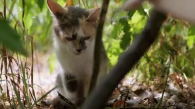 Evsiz Üç Renkli Kedi Yıkama, Kuru Çimlerin Arasında Saklanmak. Büyüt