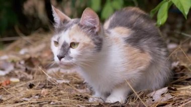 Yorgun Evsiz Üç Renkli Vahşi Kedi Yeşil Yeşillikte Kuru Çimlerde Oturuyor. Kapat.